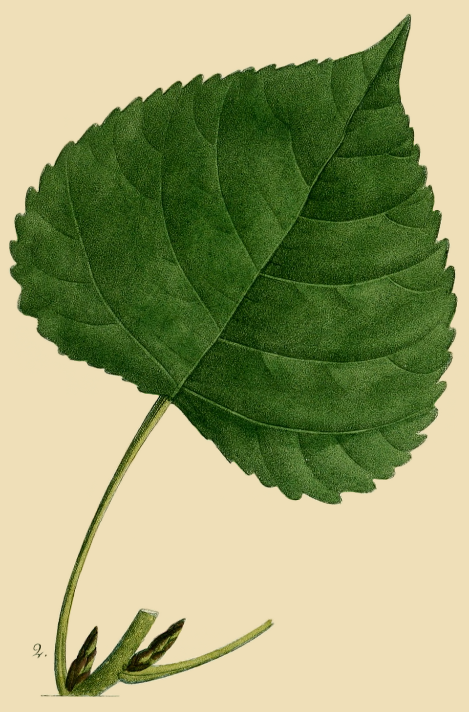 Eastern Cottonwood (Populus deltoides) - PlantNative.org Eastern Cottonwood (Populus deltoides) detail