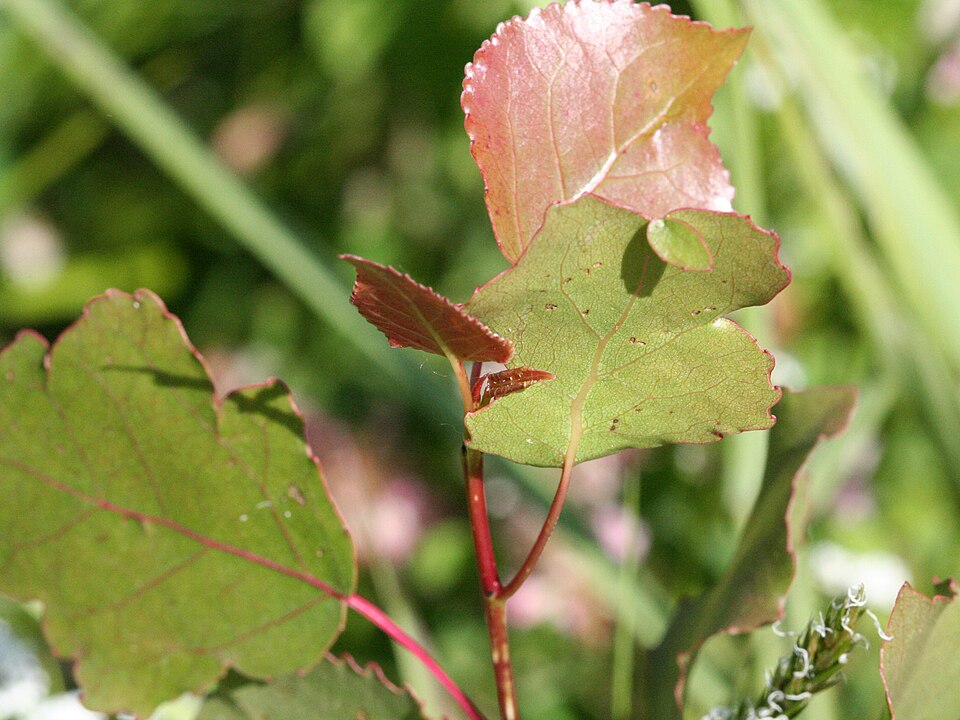 Eastern Cottonwood (Populus deltoides) - PlantNative.org Eastern Cottonwood (Populus deltoides) in landscape