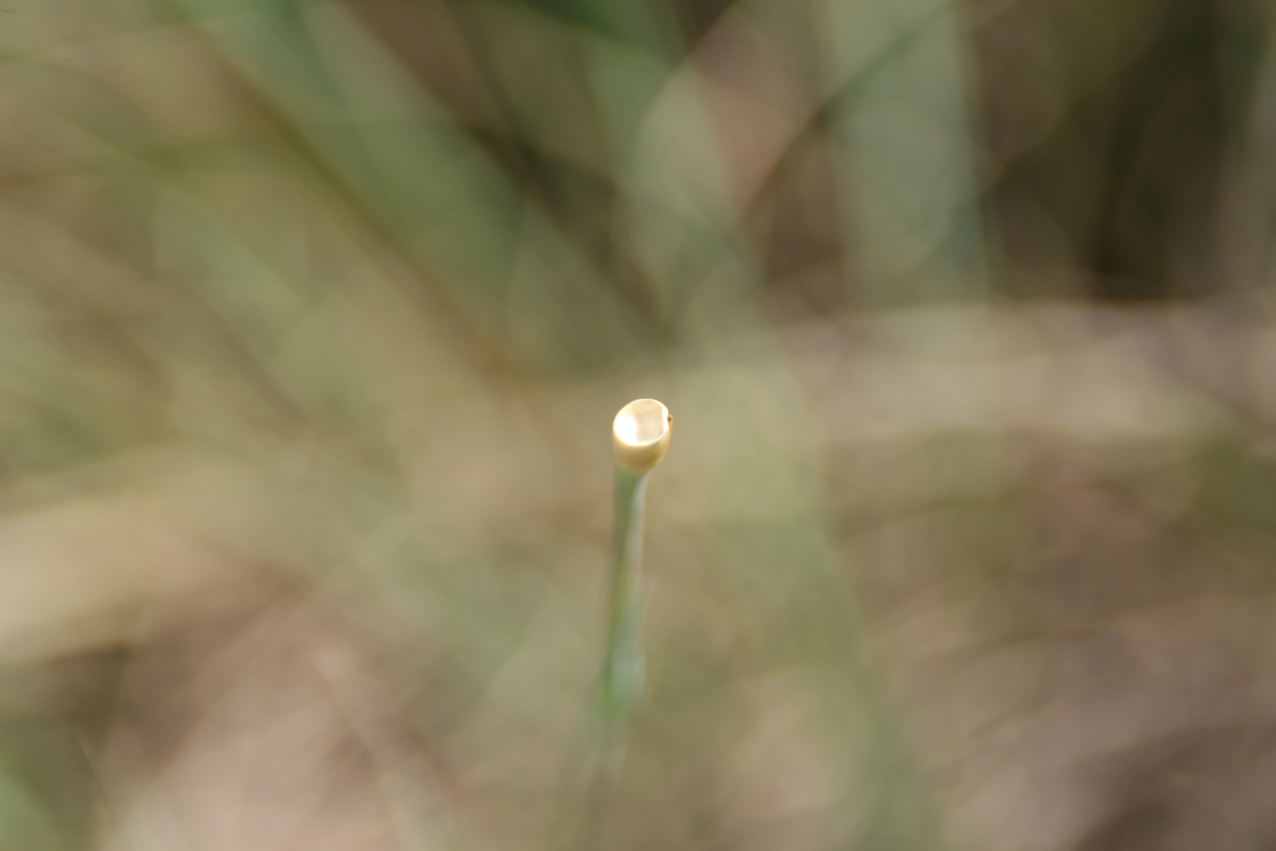 Eastern Gamagrass (Tripsacum dactyloides) large clump showing tall arching blue-green foliage in habitat