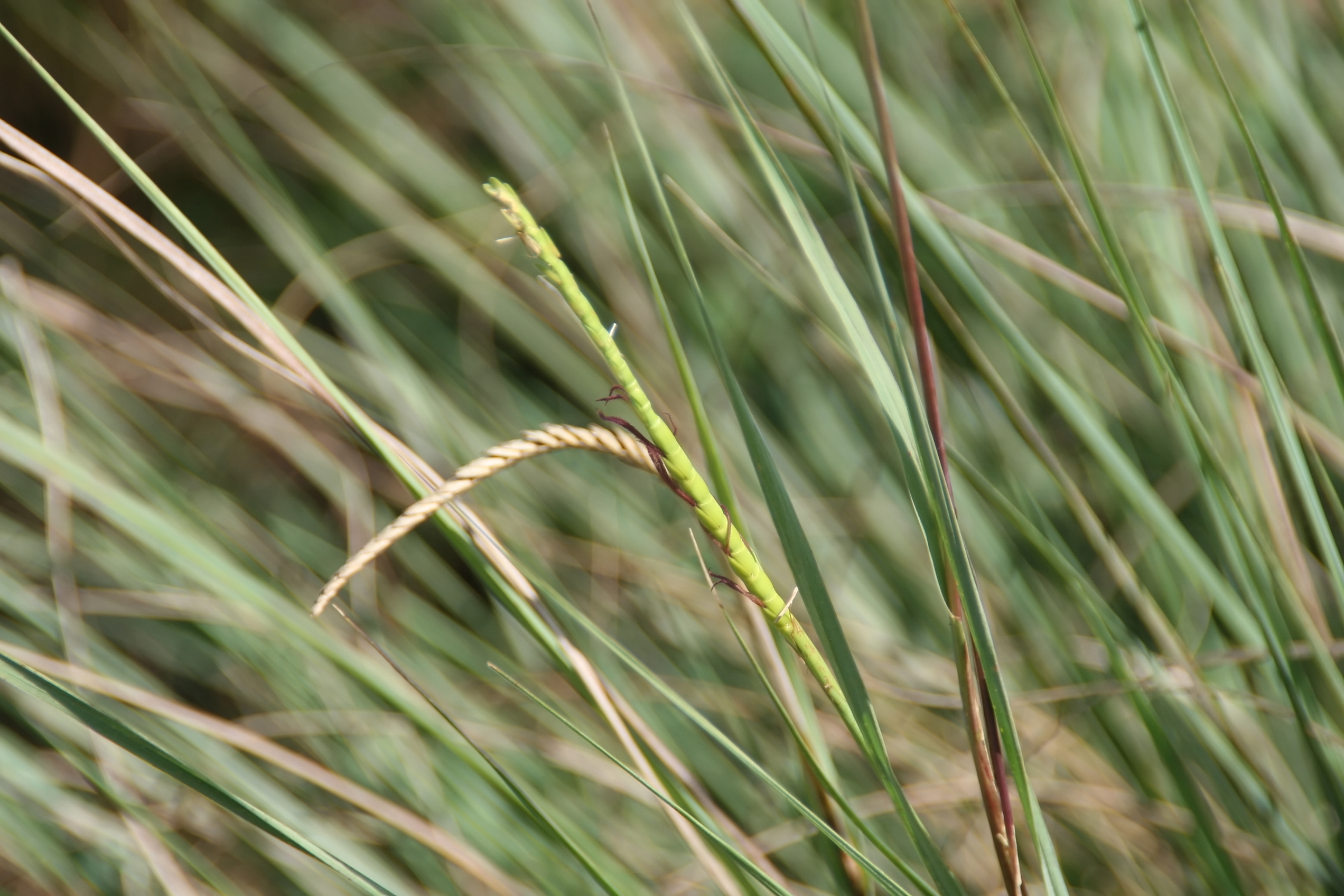 Eastern Gamagrass (Tripsacum dactyloides) showing distinctive seed heads and flowering stalks