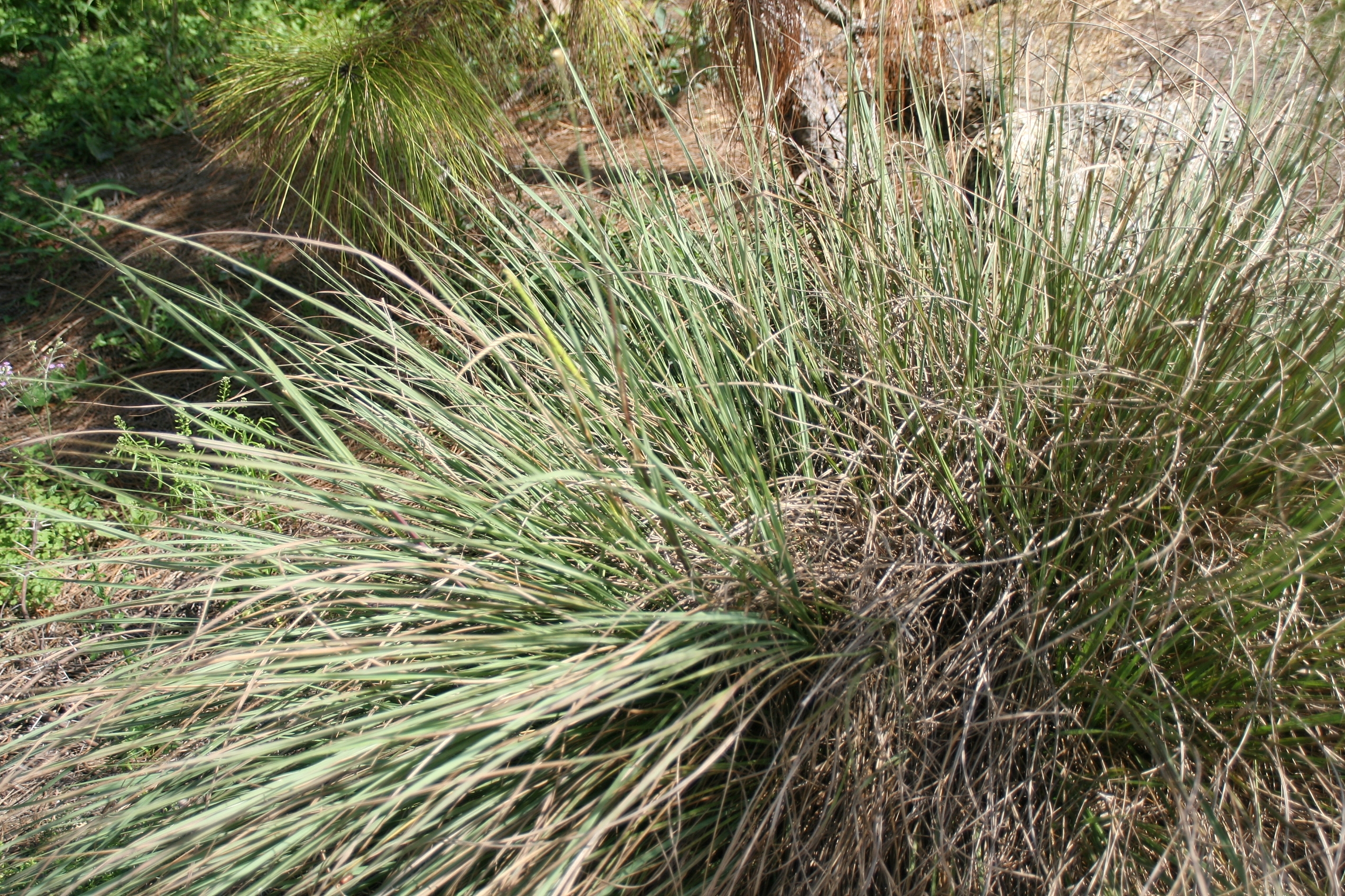 Eastern Gamagrass (Tripsacum dactyloides) detail of leaves and emerging seed stalks