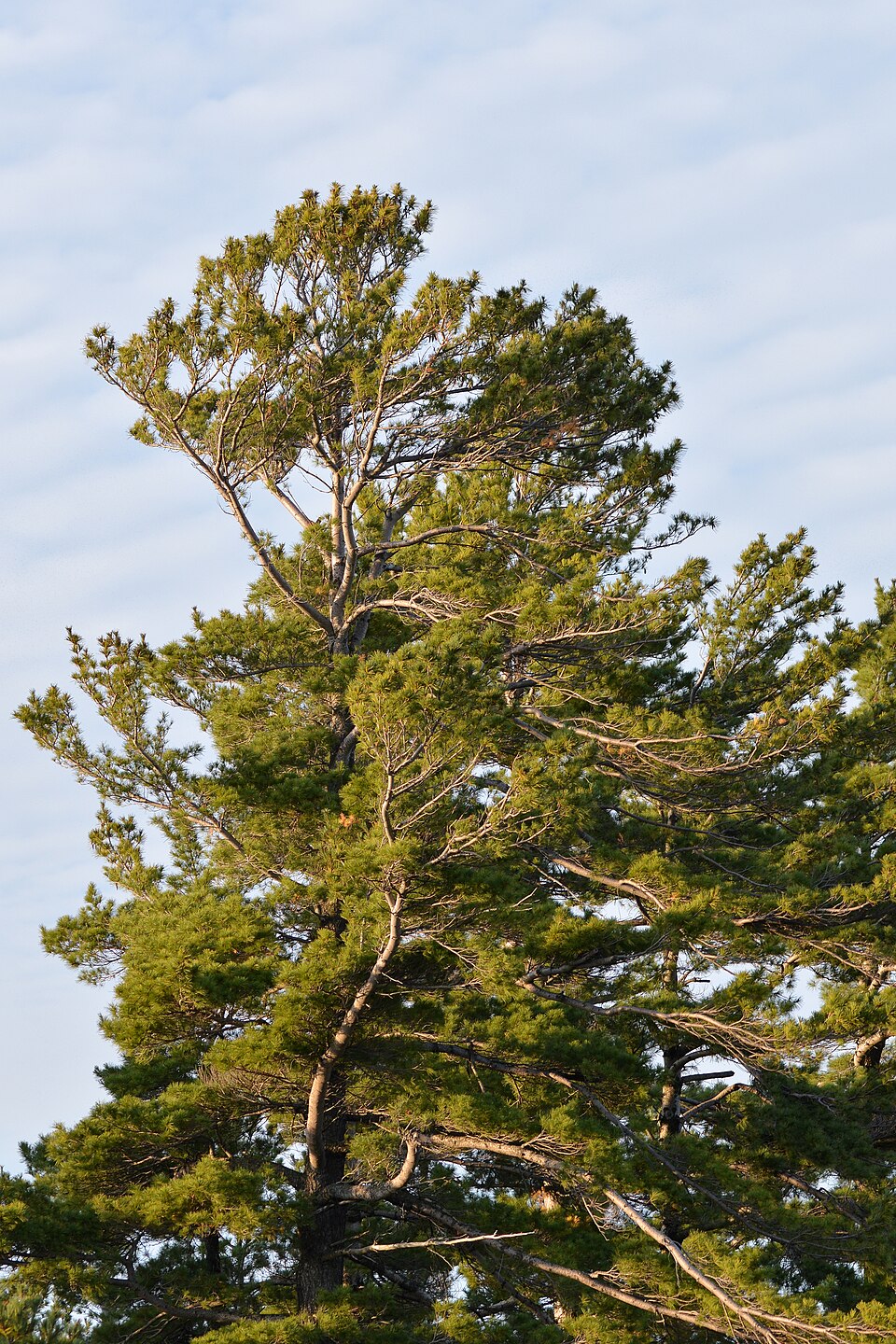Eastern White Pine (Pinus strobus) - PlantNative.org Eastern White Pine (Pinus strobus) tall tree showing characteristic long flexible needles in clusters of five