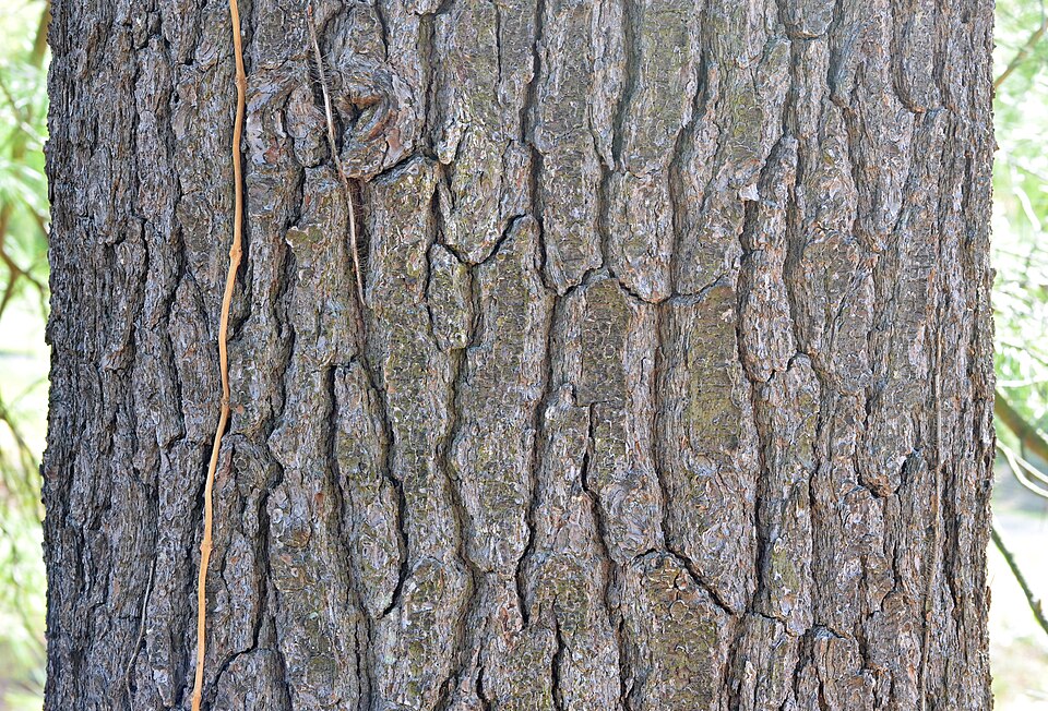 Eastern White Pine (Pinus strobus) - PlantNative.org Eastern White Pine (Pinus strobus) bark showing the characteristic furrowed plate-like texture of a mature specimen