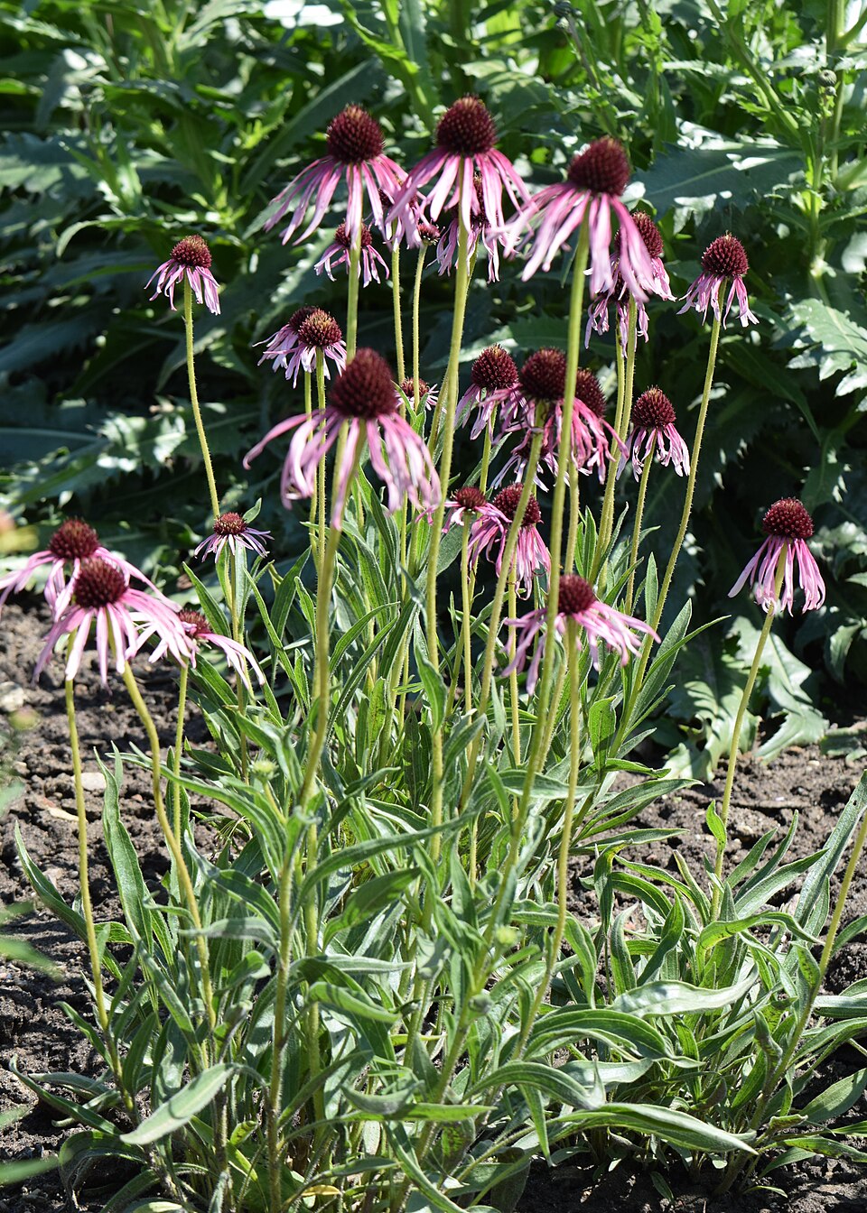 Narrow-leaf Purple Coneflower (Echinacea angustifolia) showing pink-purple drooping ray petals around a spiny brown central cone