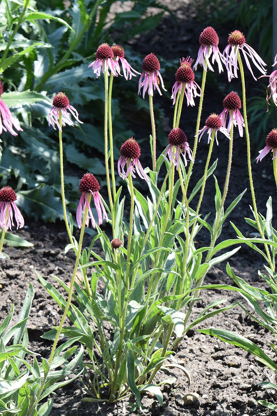 Narrow-leaf Purple Coneflower (Echinacea angustifolia) multiple flowers showing characteristic drooping petals in prairie setting