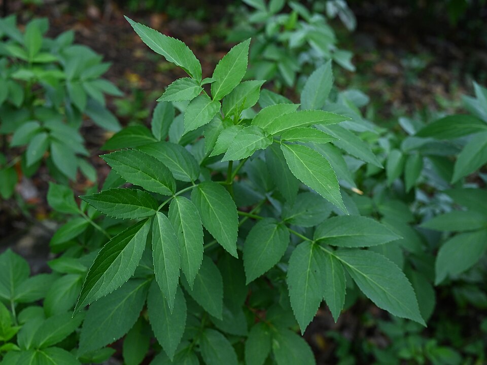 Elderberry (Sambucus canadensis) dark purple berries in large drooping clusters