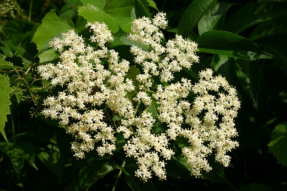 Elderberry (Sambucus canadensis) creamy white flower clusters showing the characteristic flat-topped inflorescence