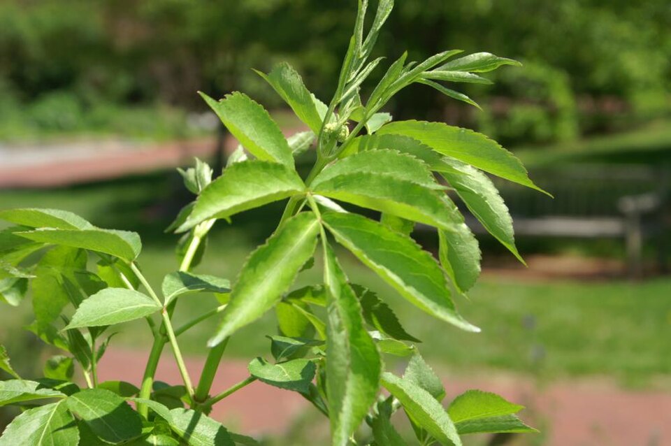 Elderberry (Sambucus canadensis) showing characteristic growth habit and compound leaves
