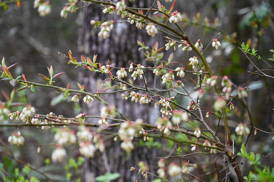 Elliott's Blueberry (Vaccinium elliottii) shrub showing small green leaves and arching branches with developing fruit
