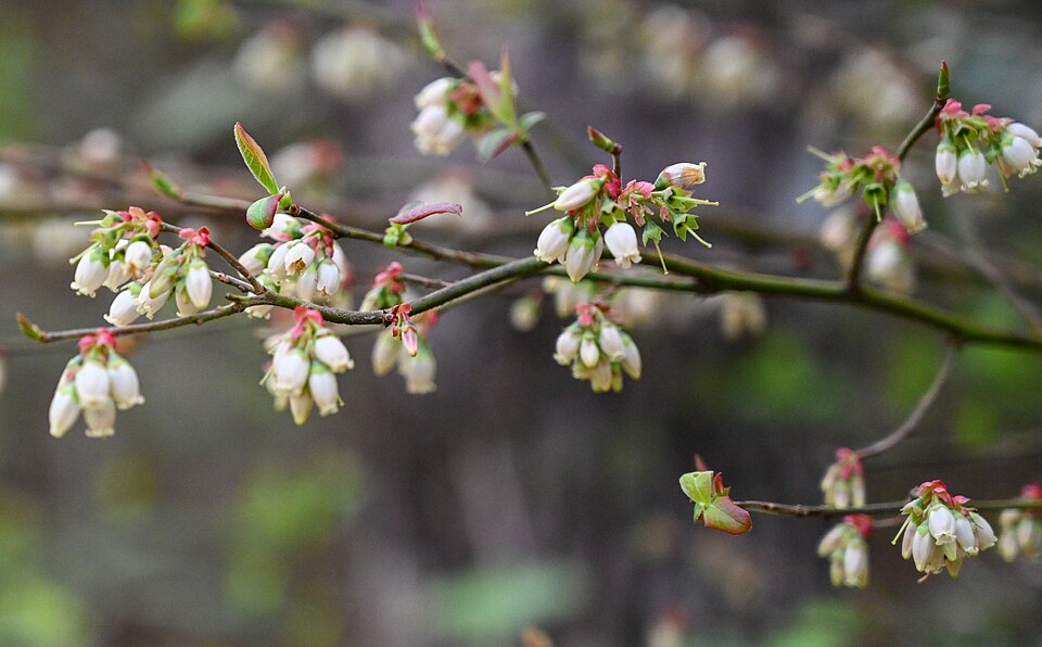 Elliott's Blueberry (Vaccinium elliottii) showing ripe black berries on arching branches