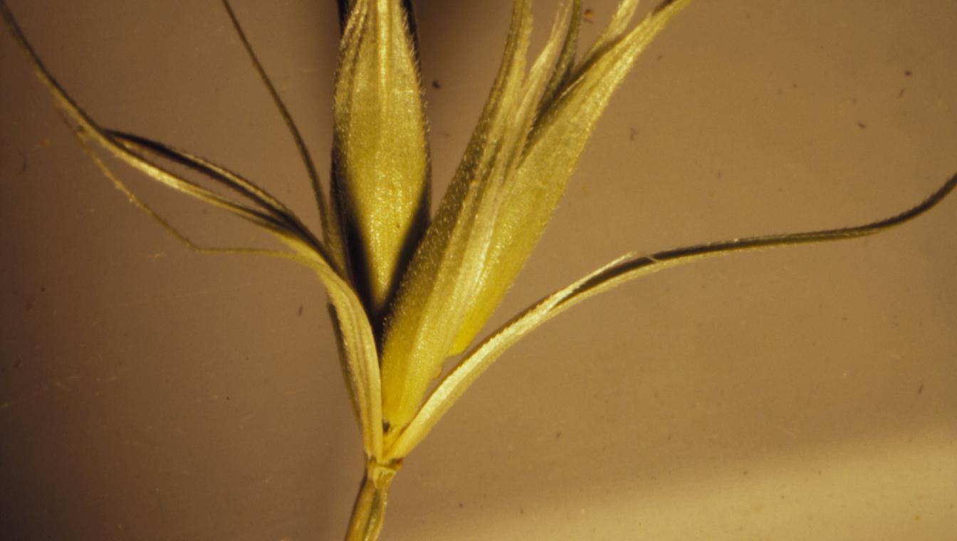 Bottlebrush Squirreltail (Elymus elymoides) showing distinctive spiky seed heads