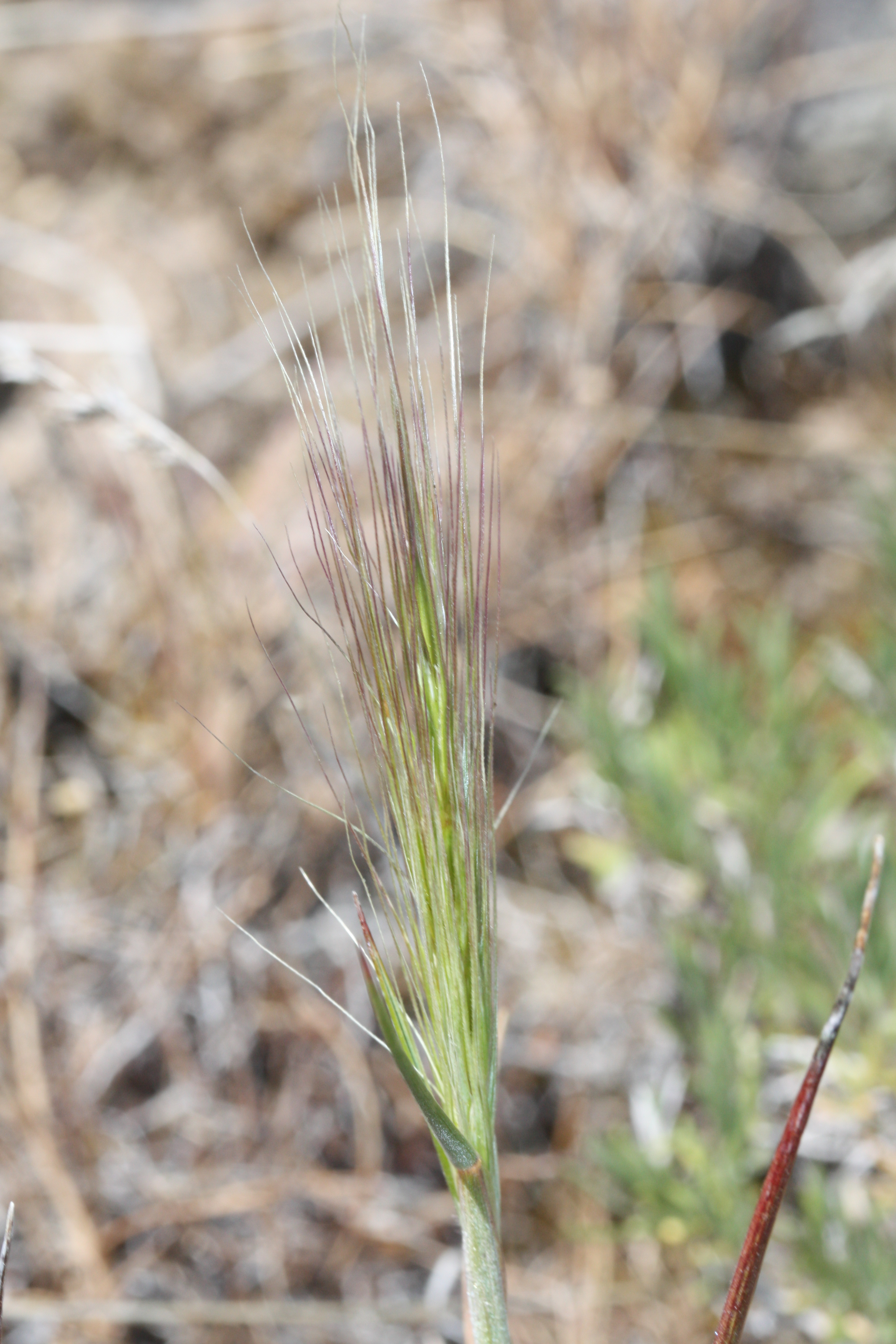 Elymus elymoides grass clump in natural habitat