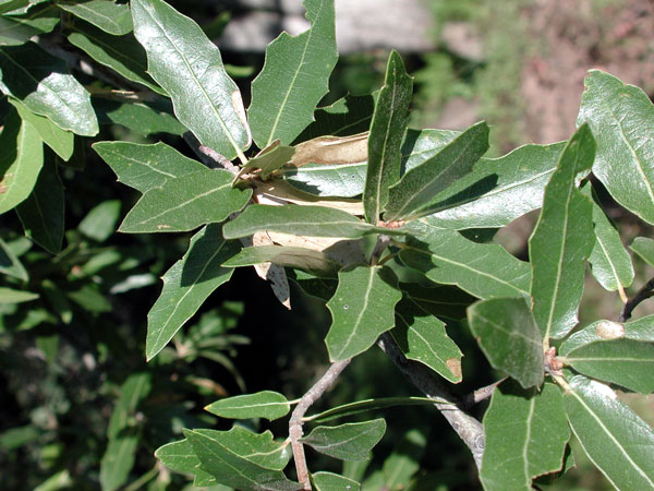 Emory Oak (Quercus emoryi) mature tree in Arizona mountain woodland