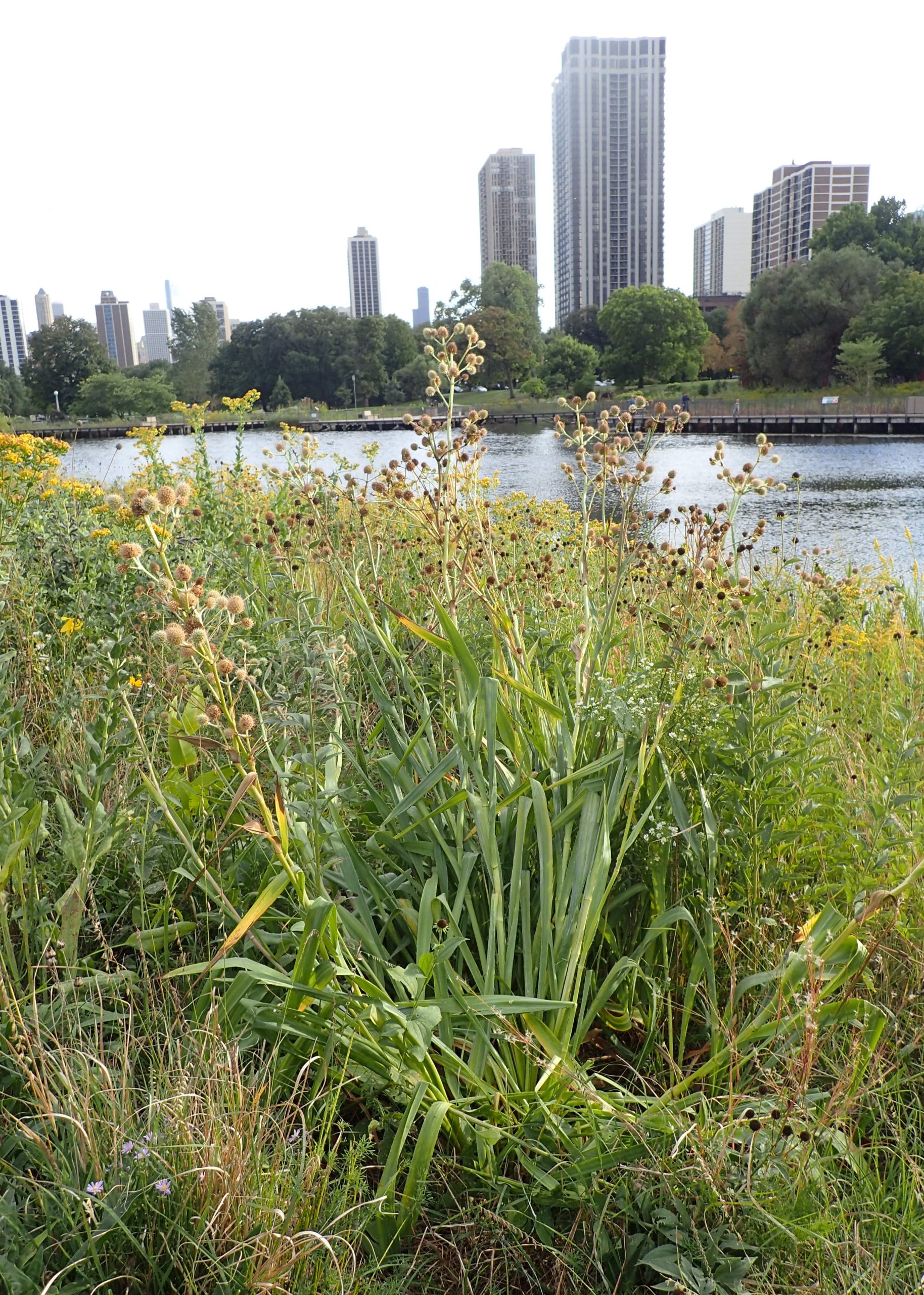 Rattlesnake Master (Eryngium yuccifolium)
