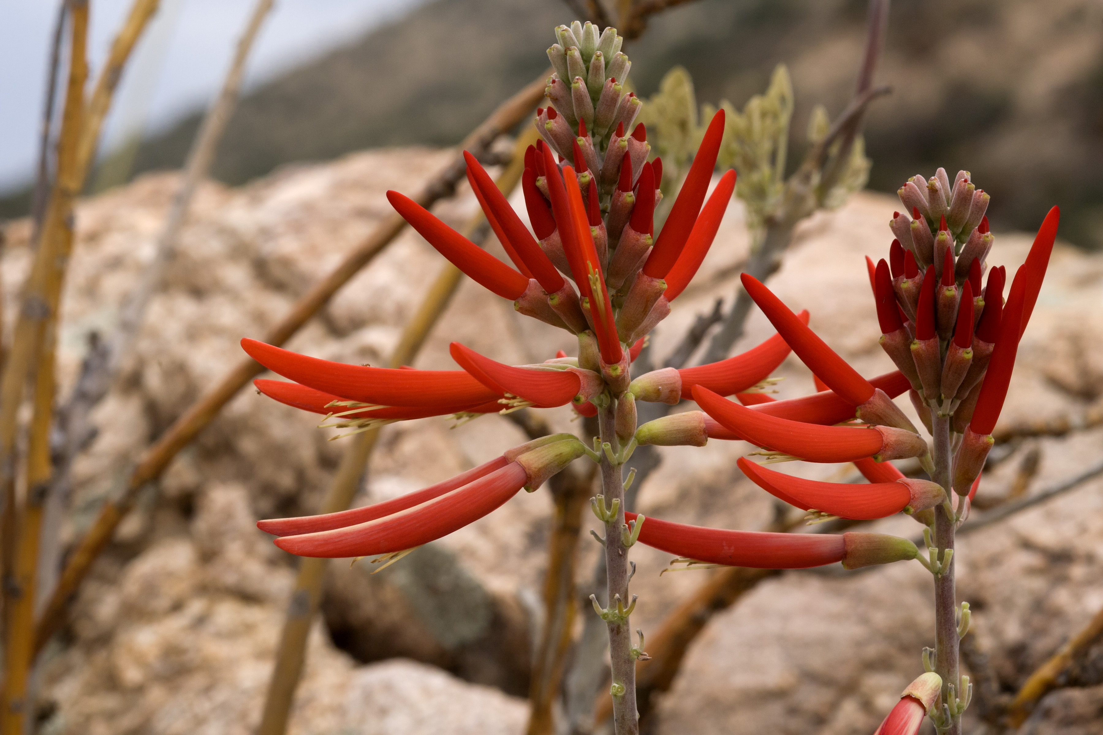 SW Coral Bean (Erythrina flabelliformis) - PlantNative.org SW Coral Bean (Erythrina flabelliformis) fan-shaped trifoliate leaves and woody branches in Arizona
