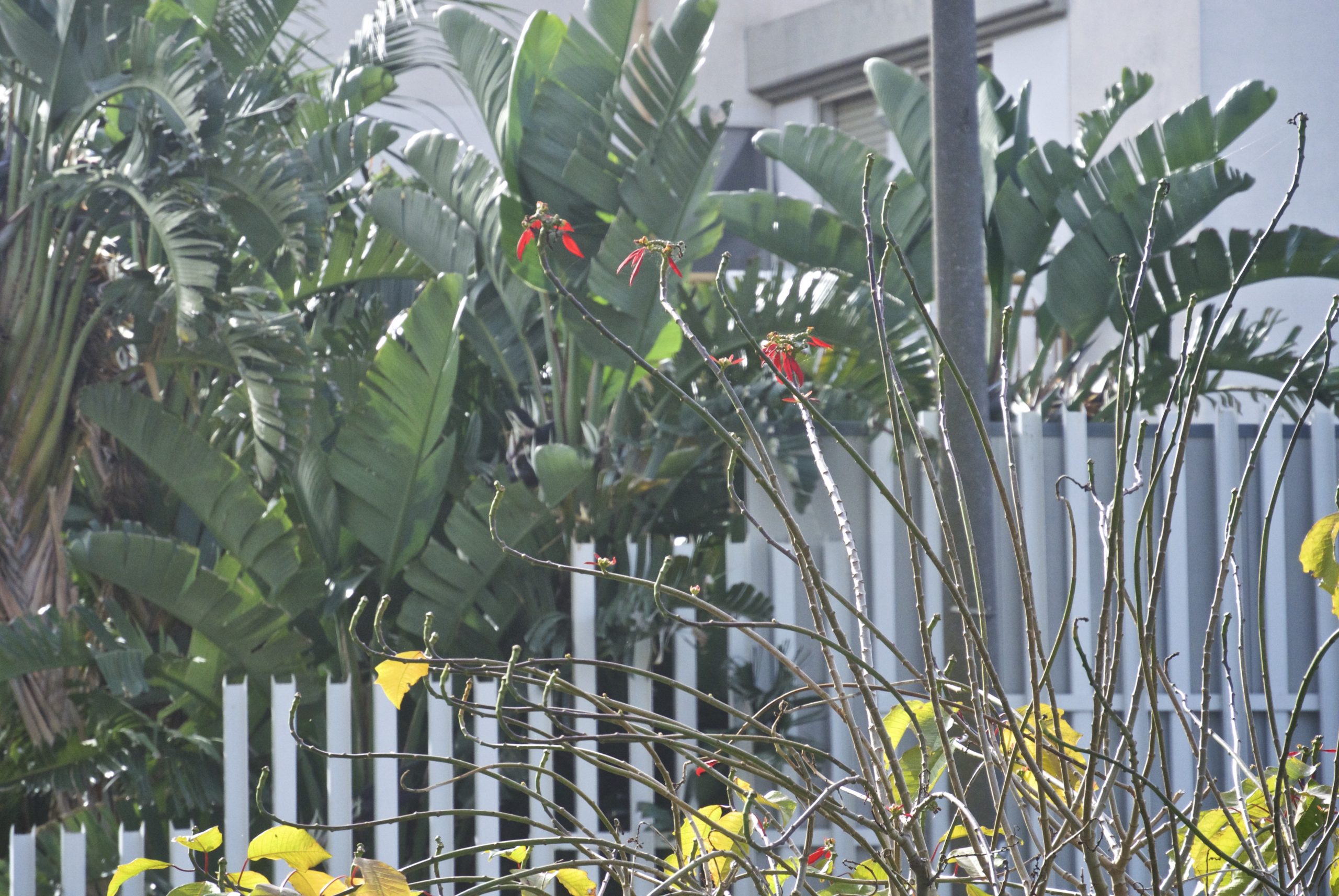 SW Coral Bean (Erythrina flabelliformis)