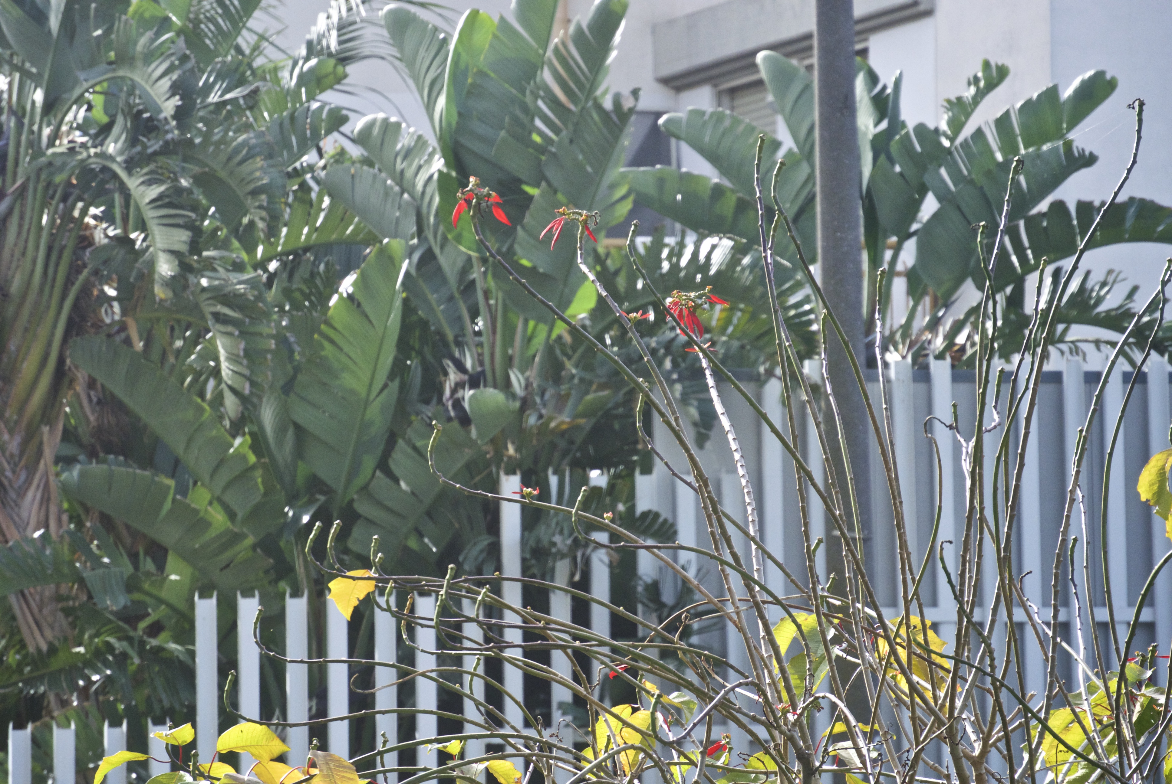 SW Coral Bean (Erythrina flabelliformis) - PlantNative.org SW Coral Bean (Erythrina flabelliformis) showing brilliant red tubular flowers on bare branches