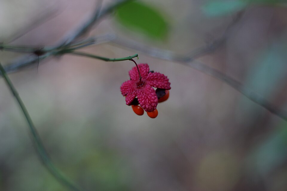 Strawberry Bush (Euonymus americanus)