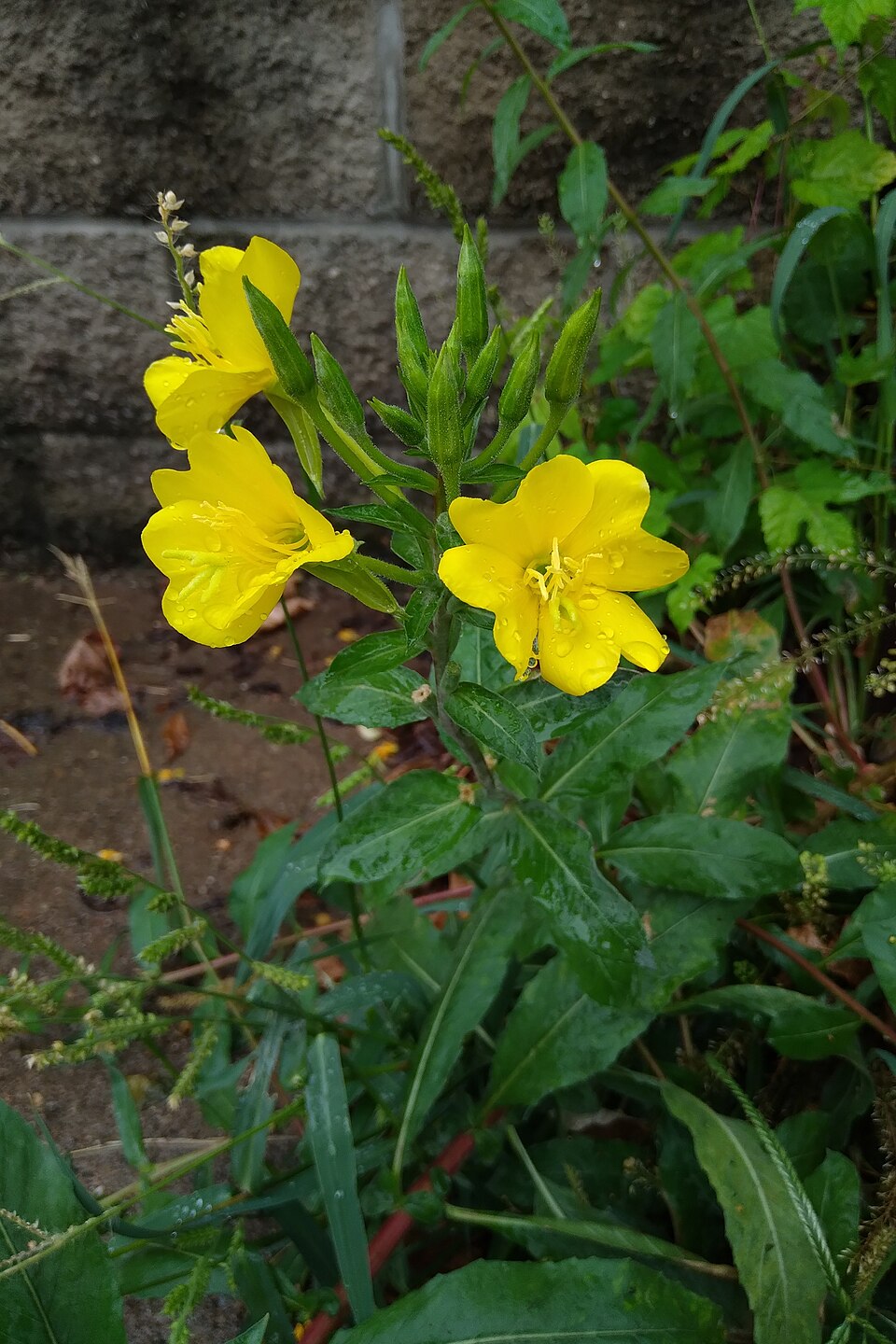 Evening Primrose (Oenothera biennis) growing at the edge of a sidewalk, showing the full plant with bright yellow flowers and tall flowering stem