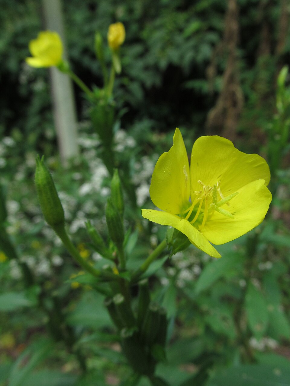Close-up view of Evening Primrose (Oenothera biennis) bright yellow four-petaled flowers blooming on the flowering spike