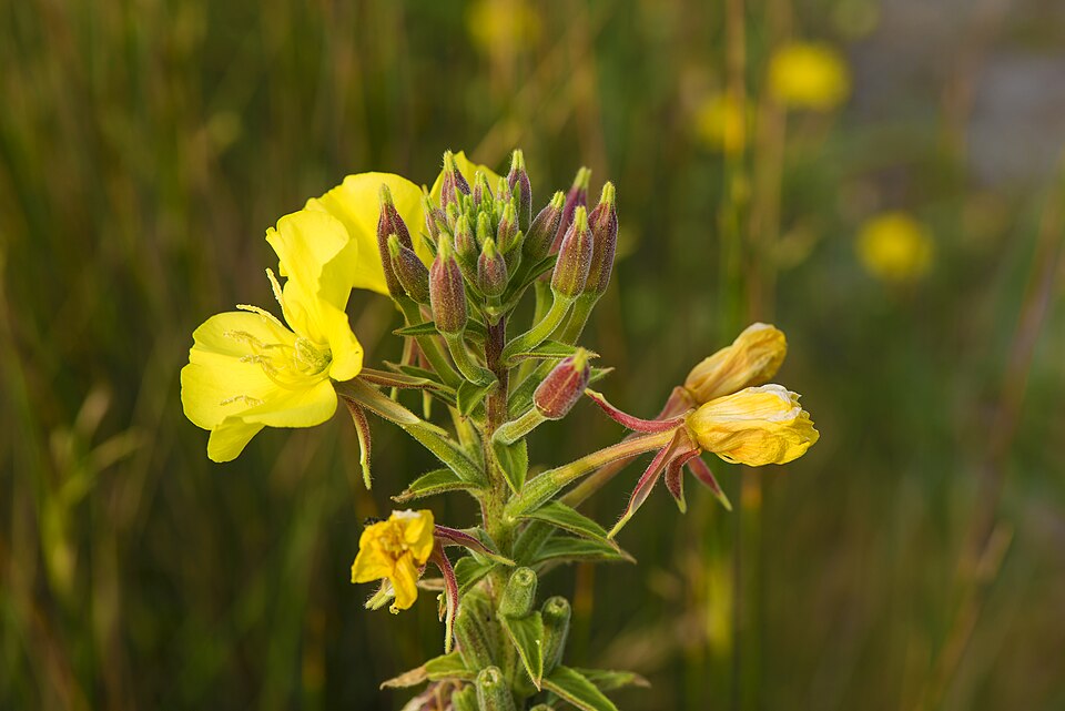 Evening Primrose (Oenothera biennis) flowers and buds showing the sequence of blooming from closed buds to open four-petaled flowers