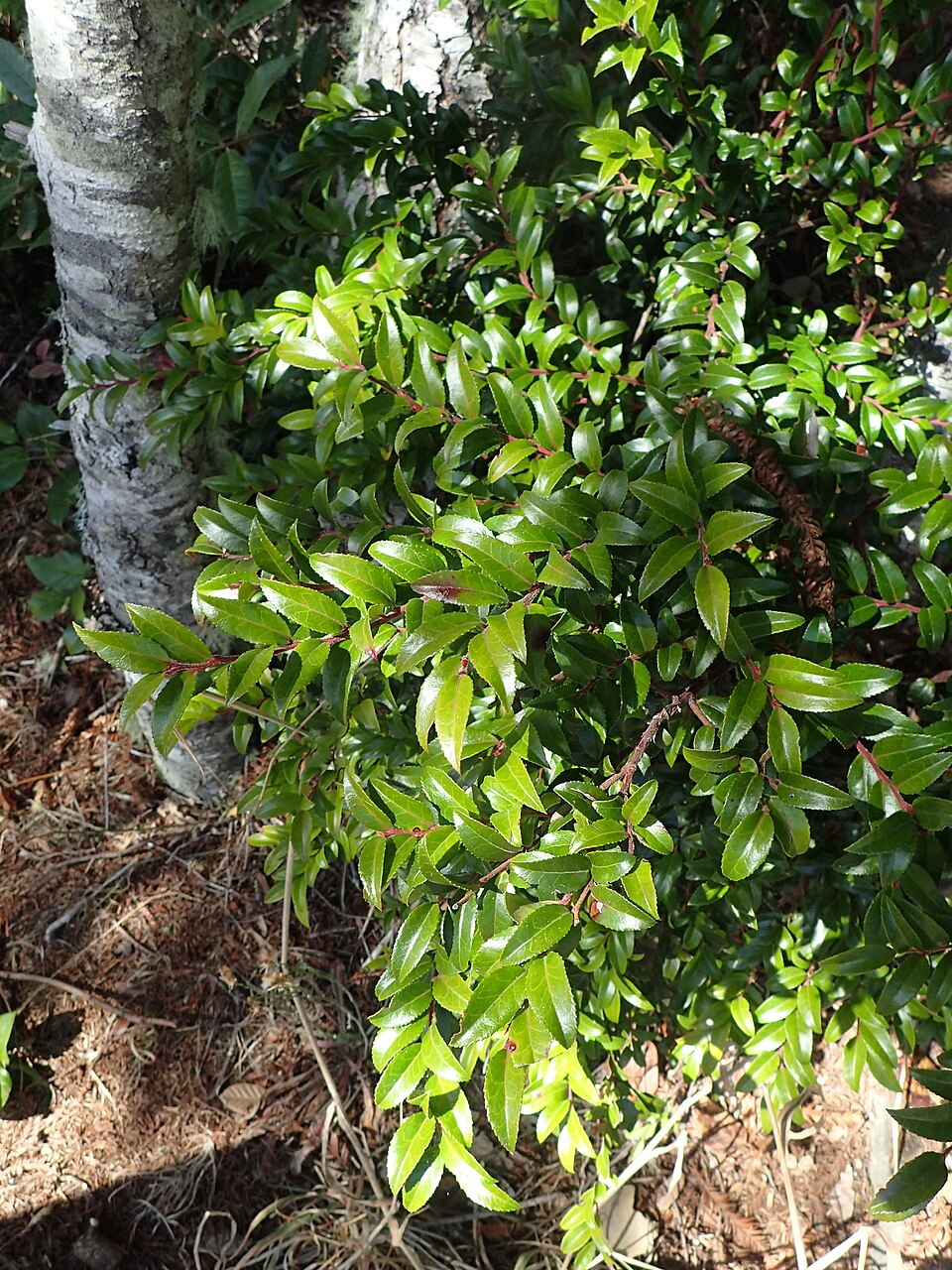 Evergreen Huckleberry (Vaccinium ovatum) growing in Redwood National Park
