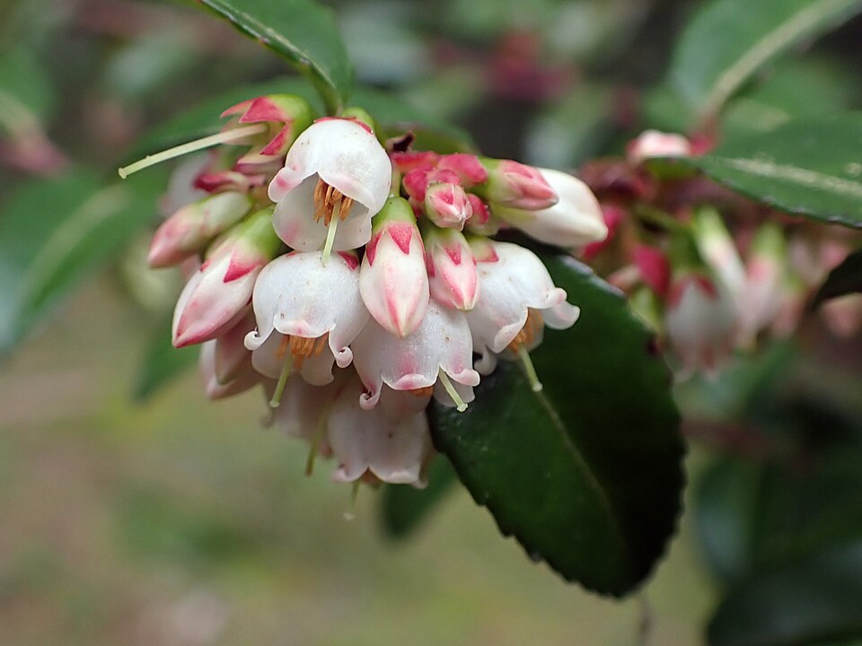 Evergreen Huckleberry (Vaccinium ovatum) flowers in spring
