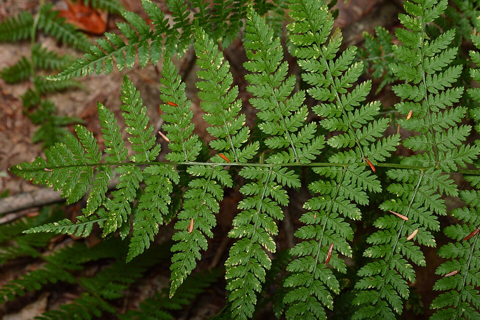Evergreen Wood Fern (Dryopteris intermedia) showing its elegant dark green, finely cut fronds in a woodland setting