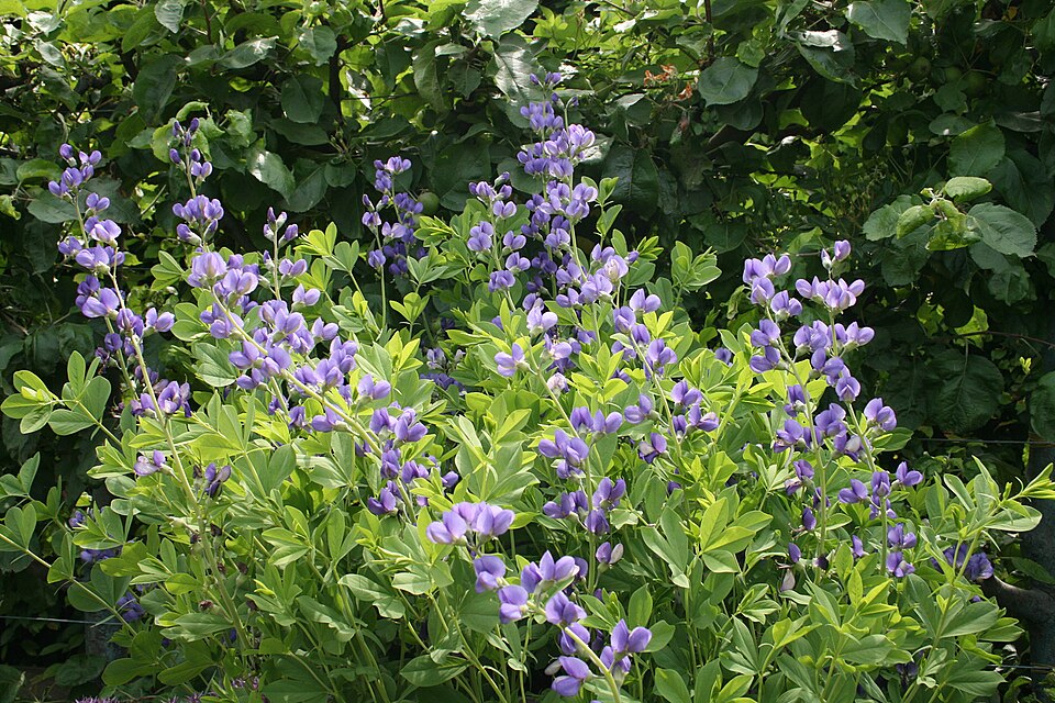 False Indigo (Baptisia australis) - PlantNative.org False Indigo (Baptisia australis) showing tall blue-violet pea-shaped flower spikes in May