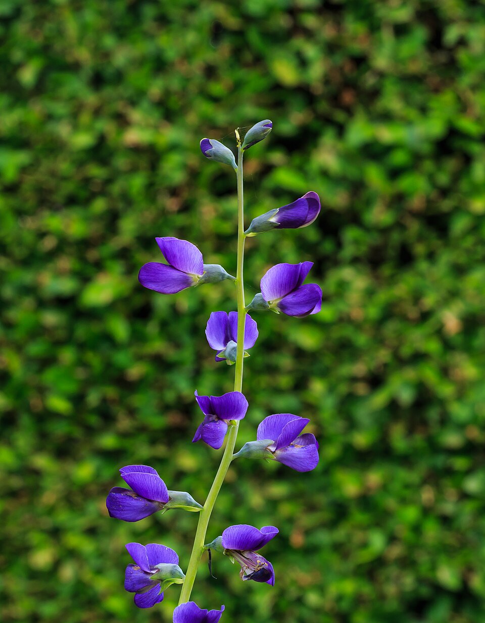 False Indigo (Baptisia australis) - PlantNative.org False Indigo (Baptisia australis) blue-green foliage and developing seed pods after blooming