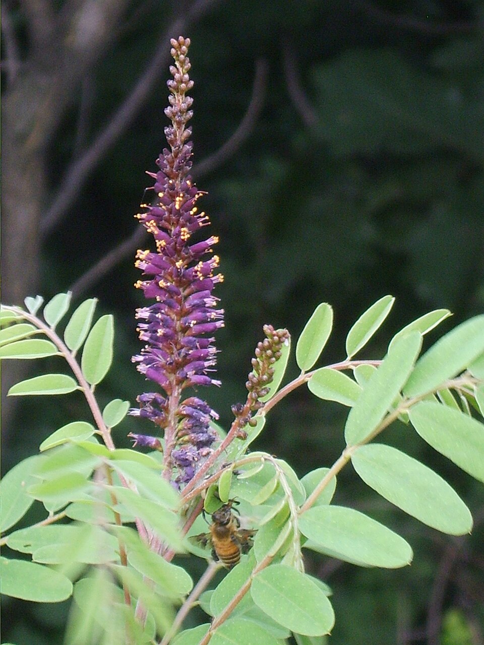 False Indigo Bush (Amorpha fruticosa) showing dense purple flower spikes and compound leaves