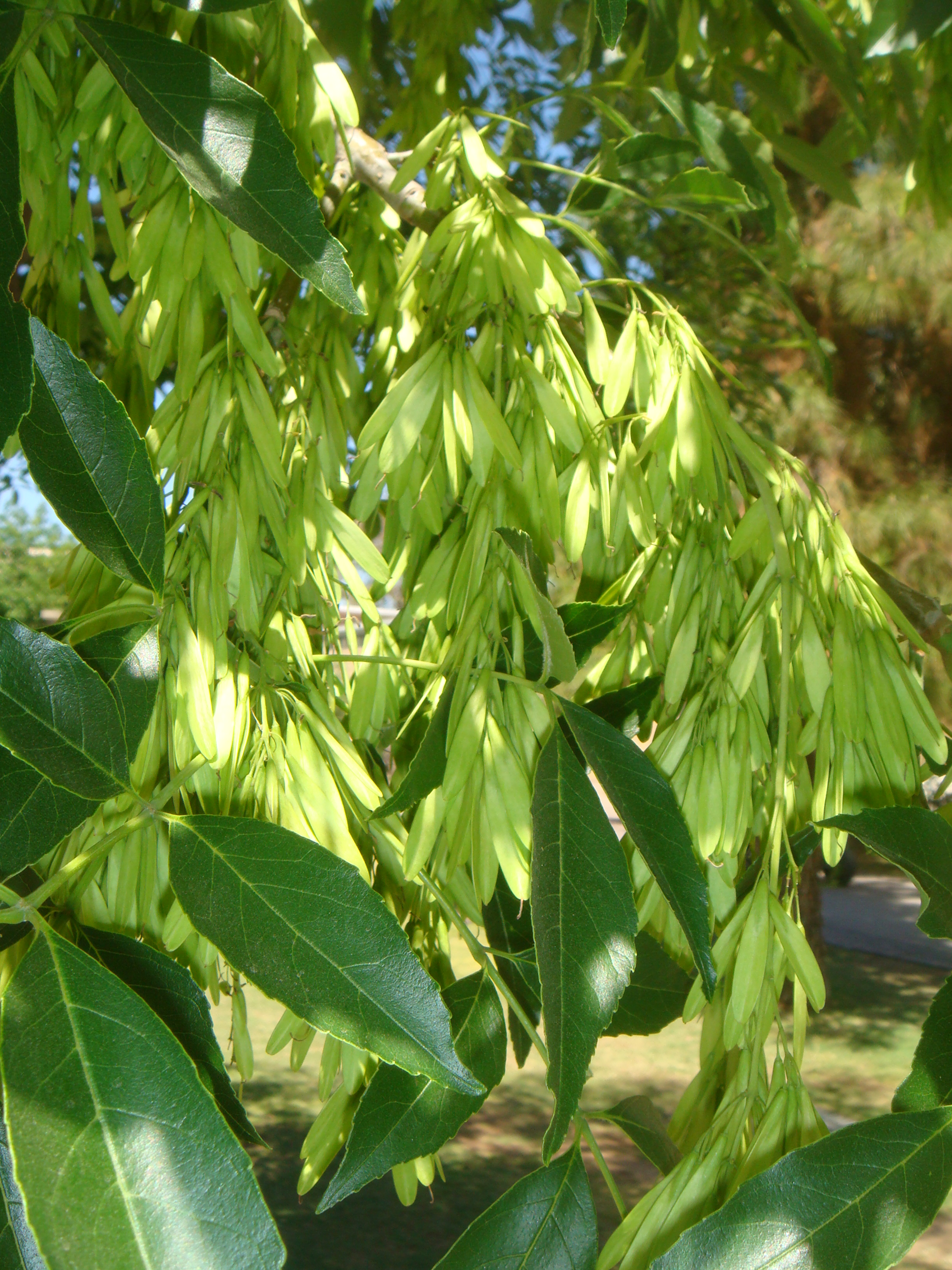 Velvet Ash (Fraxinus velutina) with pinnate leaves and winged samaras in desert riparian habitat