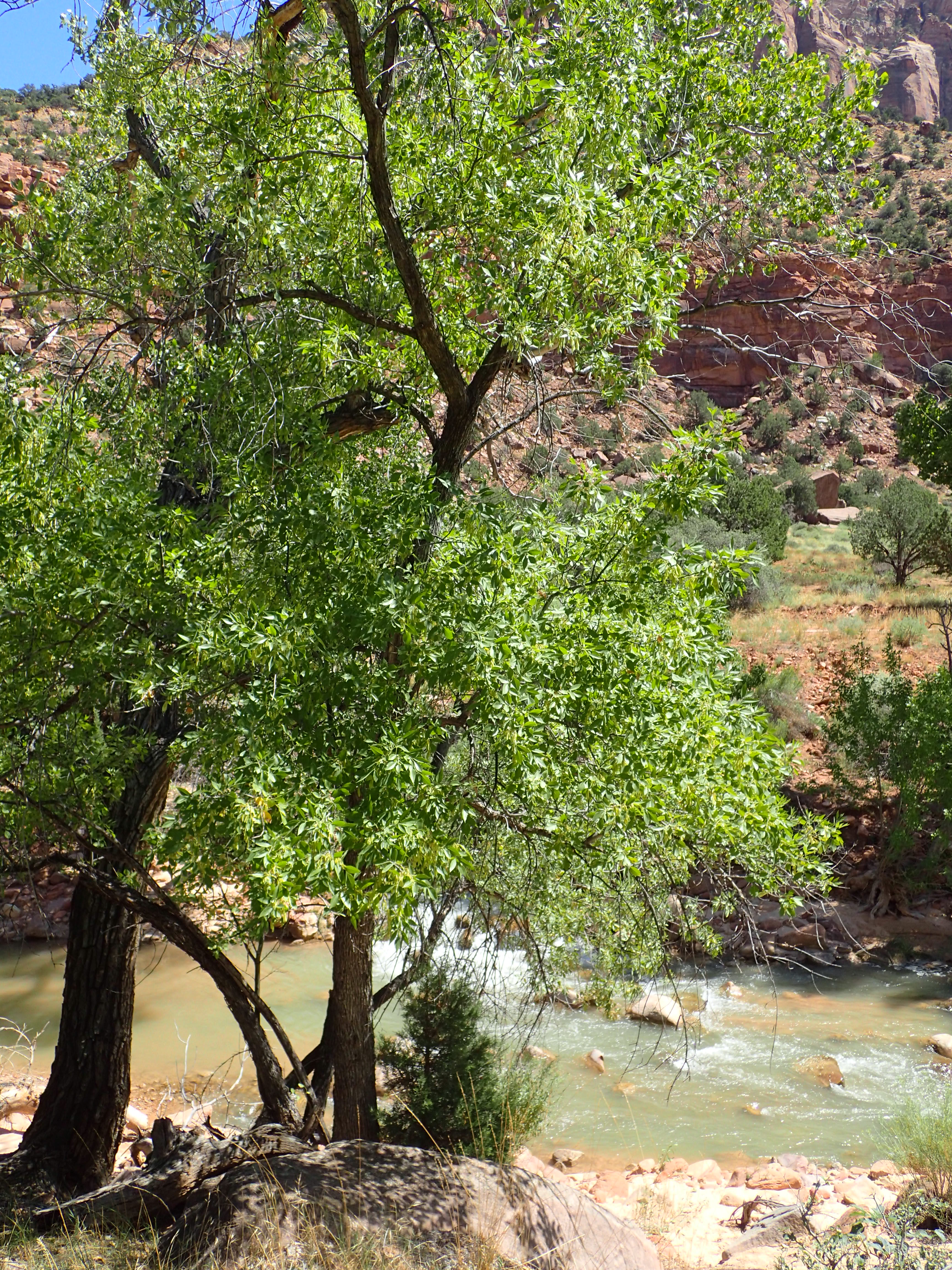 Velvet Ash autumn foliage turning golden yellow along a desert wash