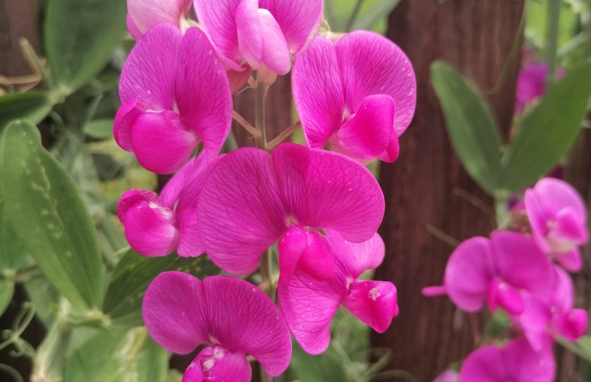 5 Best Perennial Flowers To Grow In Georgia