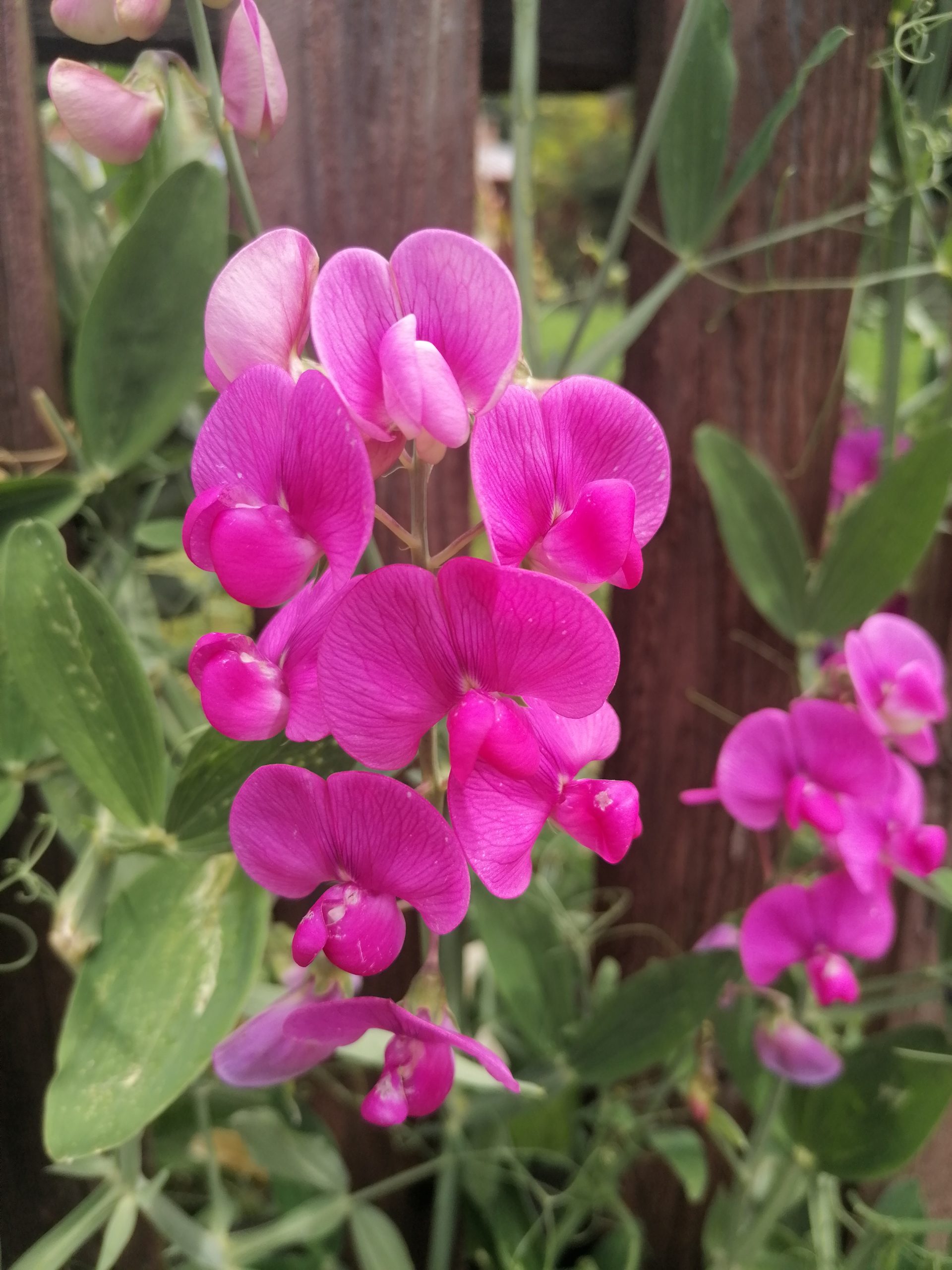 5 Best Perennial Flowers To Grow In Georgia