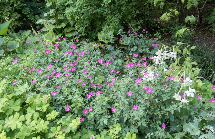 7 Best Perennial Flowers To Grow In Illinois