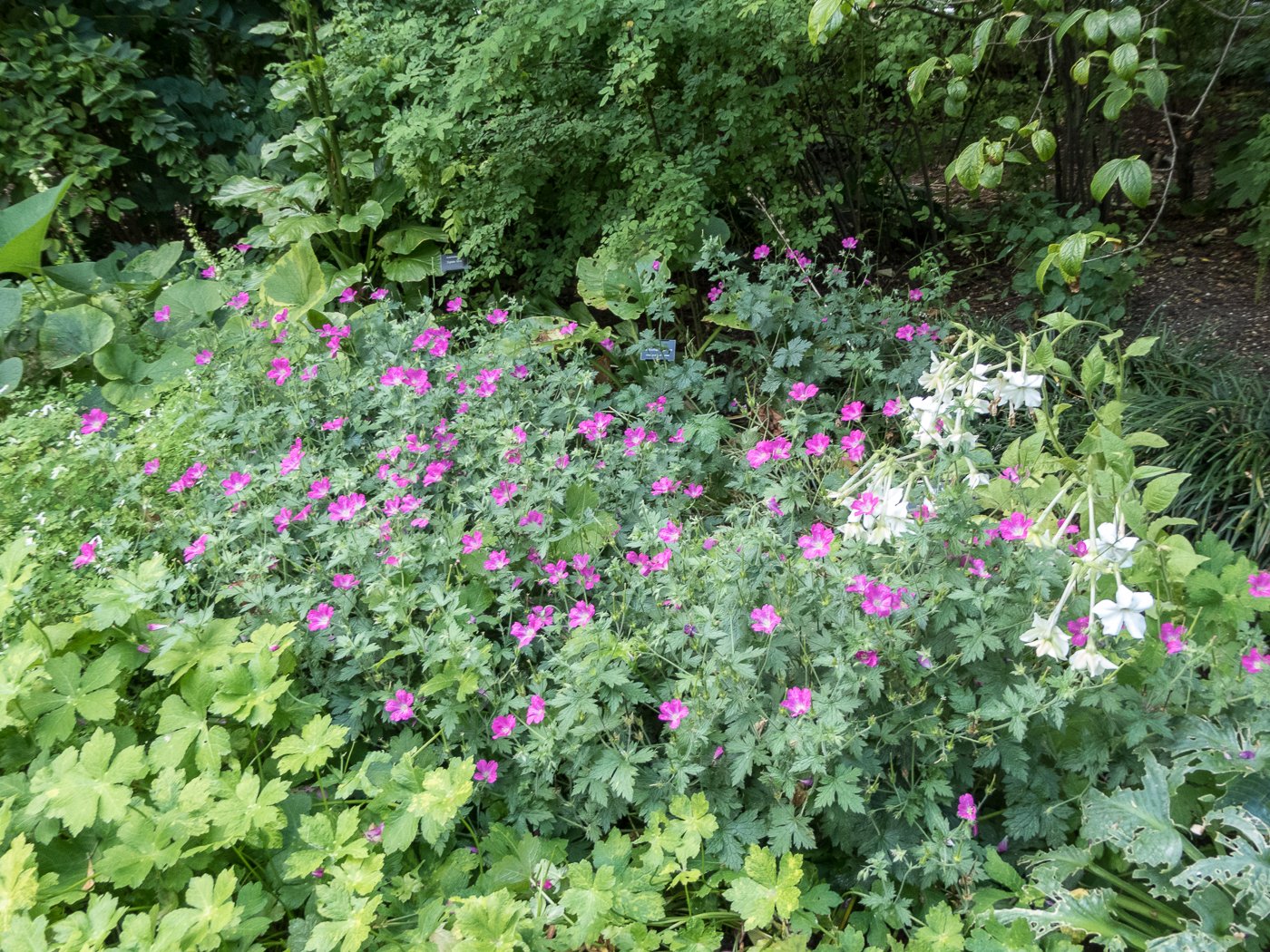 7 Best Perennial Flowers To Grow In Illinois