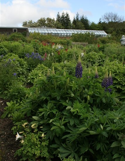 5 Best Perennial Flowers To Grow In Minnesota