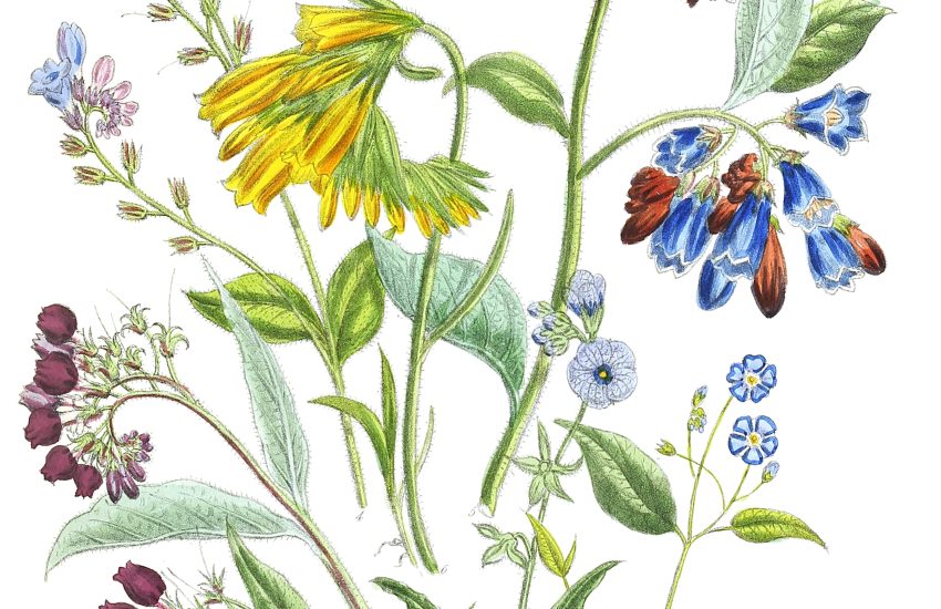 5 Best Perennial Flowers To Grow In Oklahoma