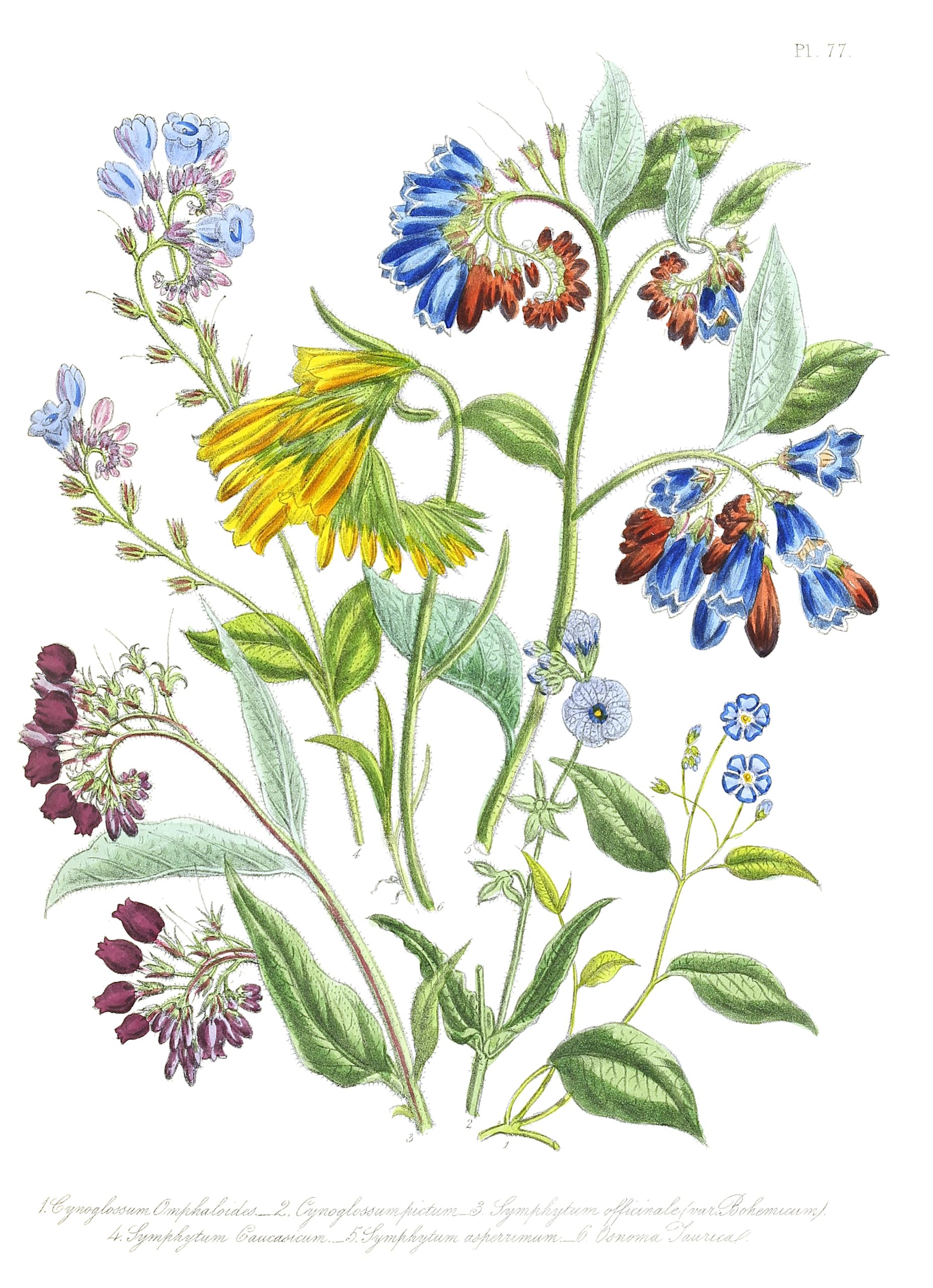 5 Best Perennial Flowers To Grow In Oklahoma