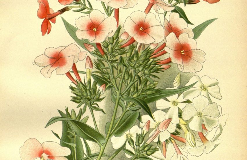 5 Best Perennial Flowers To Grow In South Carolina