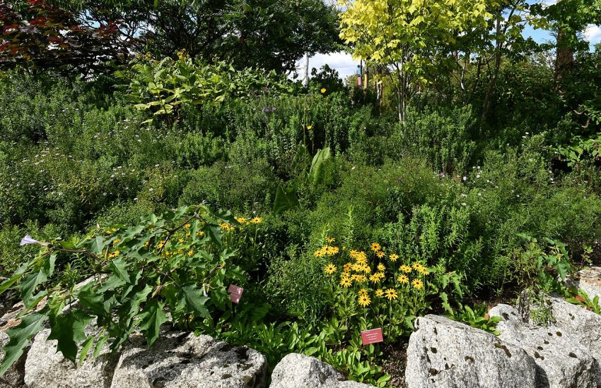 Western Redbud Tree: How to Grow & Care