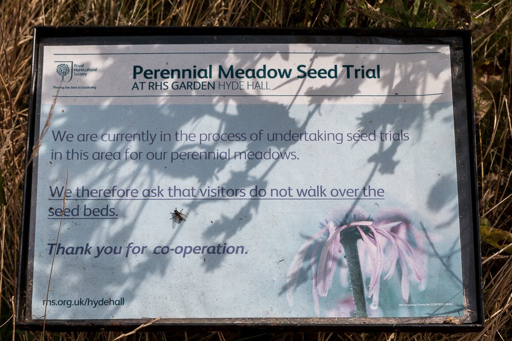 6 Best Perennial Flowers To Grow In Houston