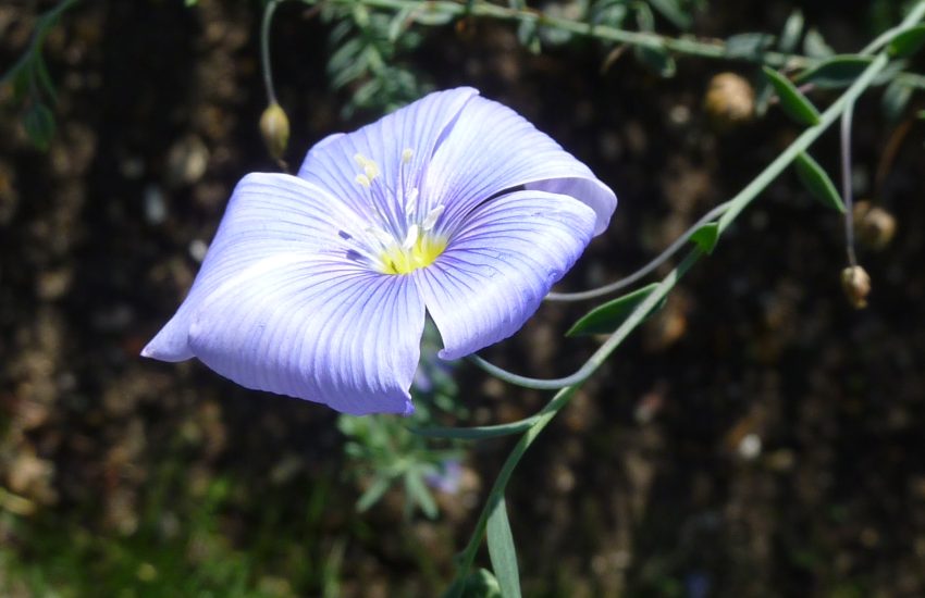 6 Best Perennial Flowers To Grow In Iowa