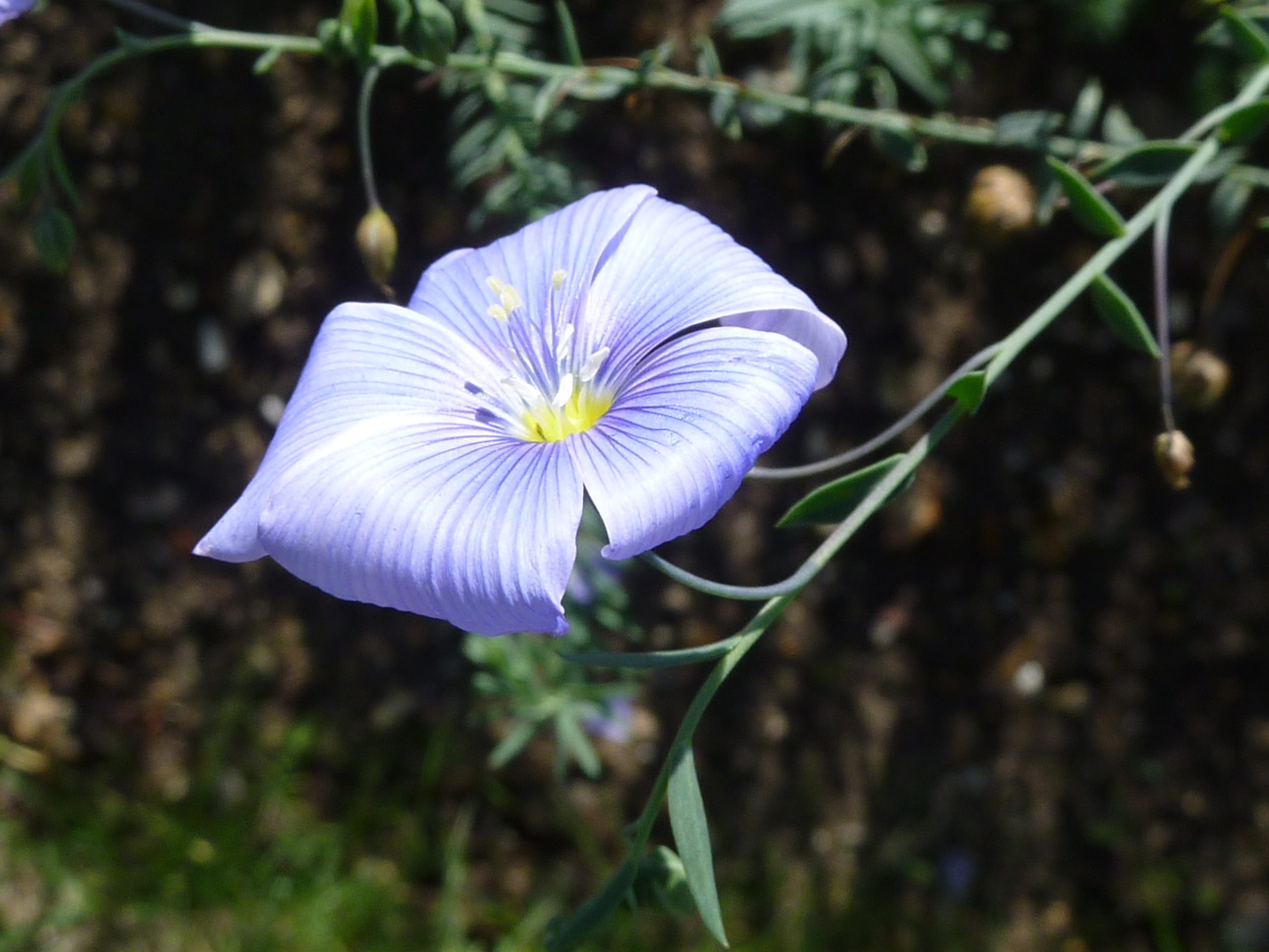 6 Best Perennial Flowers To Grow In Iowa