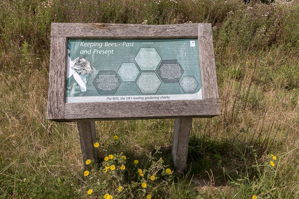 6 Best Perennial Flowers To Grow In North Carolina