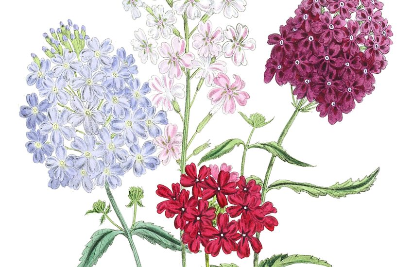 6 Best Perennial Flowers To Grow In Tennessee