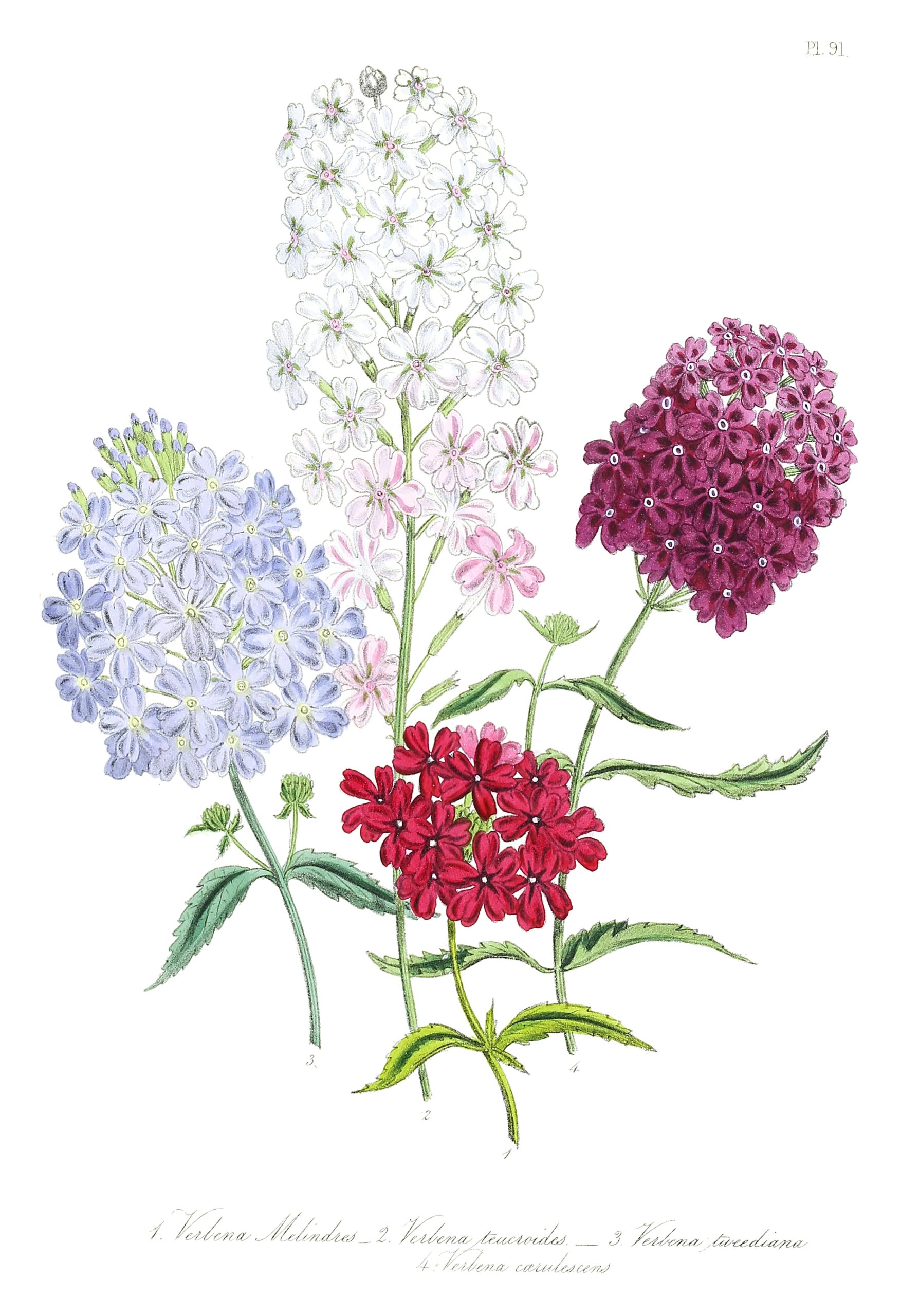 6 Best Perennial Flowers To Grow In Tennessee