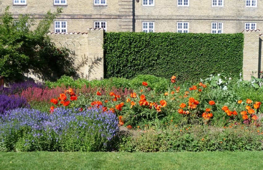 6 Best Perennial Flowers To Grow In Virginia