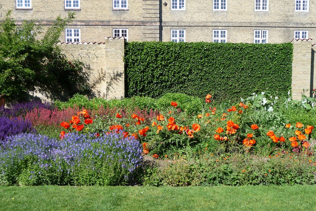 6 Best Perennial Flowers To Grow In Virginia